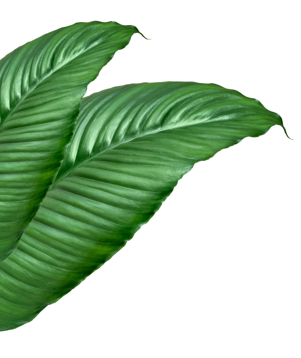 Leaf icon